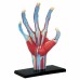 Пазл 4D Master Об'ємна анатомічна модель Рука людини (FM-626009)
