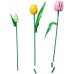 Конструктор LEGO Botanicals Букет тюльпанів (11501)