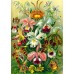 Пазл GoodLoot Imagination: Orchid Ernst Haeckel 1000 ел. (5908305247531)