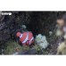 Пазл Eugy 3D Зоопарк Риба-клоун (XEG-037)