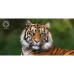 Проектор AOpen QH31S pink (MR.JYQ11.001)
