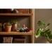Конструктор LEGO Botanicals Сукуленти (10309-)