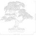 Конструктор LEGO Botanicals Бонсай з японського червоного клена (10348)
