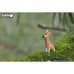 Пазл Eugy 3D Зоопарк Жираф (XEG-009)