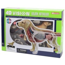 Пазл 4D Master Об'ємна анатомічна модель Собака золотистий ретривер (FM-622007)