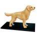 Пазл 4D Master Об'ємна анатомічна модель Собака золотистий ретривер (FM-622007)