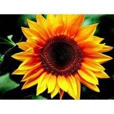 Картина по номерам ZiBi Квітка сонця 40*50 см ART Line (ZB.64145)